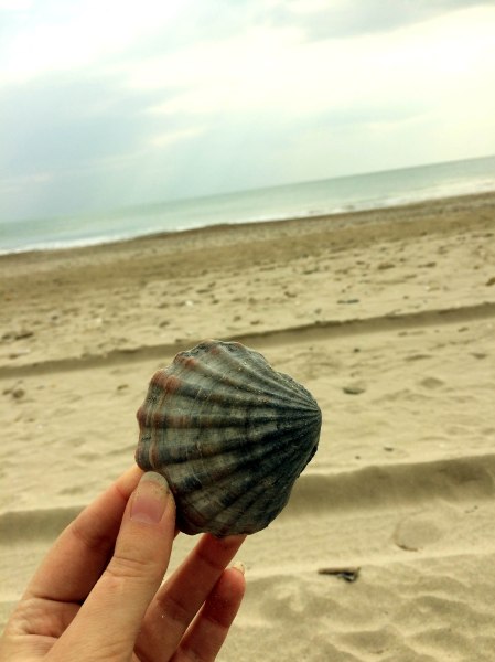 beautiful beach and seashell in Montpellier