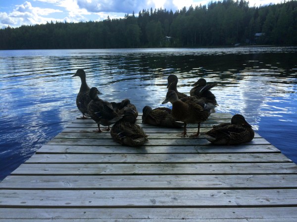 Finland summer Finnish ducks